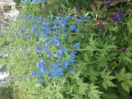 Delphinium x cultorum mix Дельфиниум